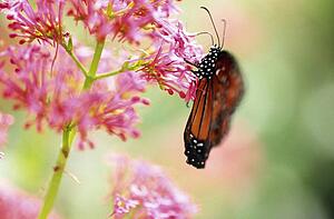 Butterfly on a flower