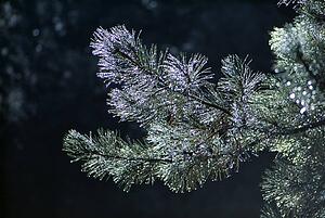 Dew on ponderosa pine branches