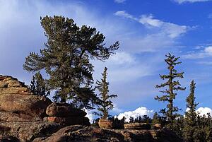 Bristlecone pine tree growing out of rocks