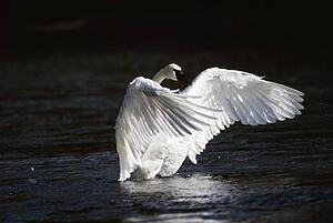 Trumpeter swan landing in water