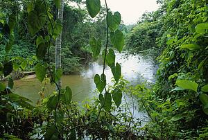 Rainforest in Belize