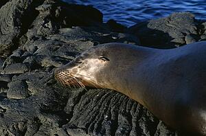 Galapagos sea lion