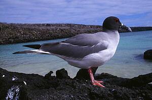 Swallow-tailed gull on Galapagos islands