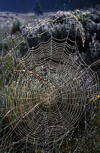 Dew-covered orb web