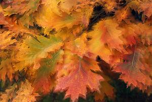 Oak leaves in autumn