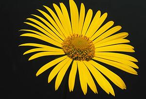 Yellow composite flower in bloom