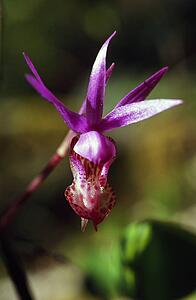 Fairy slipper orchid