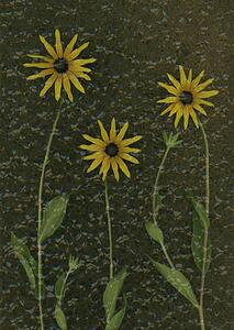 Three yellow flowers