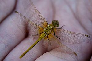 A yellow prairie dragonfly in the palm of a hand