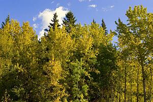 Forest area in fall