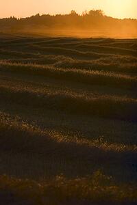 Harvested field