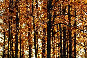 Trees in autumn