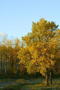 Trees in autumn