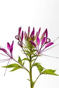 Cleome flower