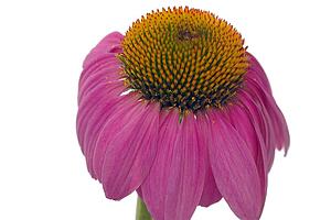 Coneflower