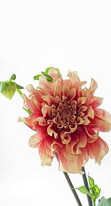 Dahlia flower