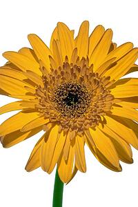 Yellow Gerbera daisy