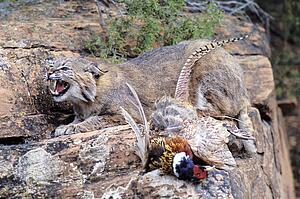 Bobcat with prey