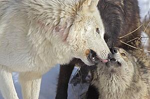 Wolf interaction