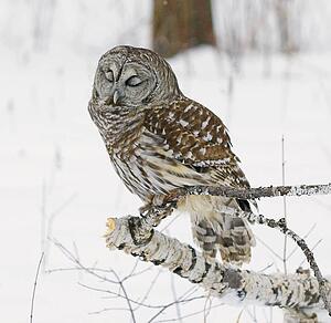 Barred Owl