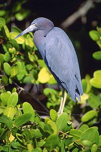 Little Blue Heron