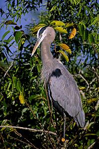 Great Blue Heron