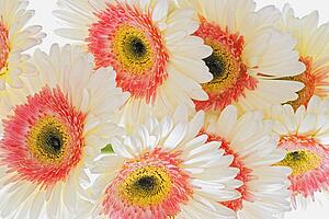 White and pink Gerberas