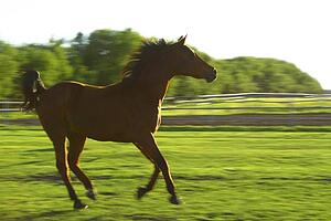 Horse galloping