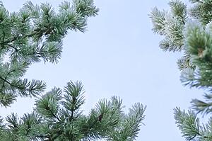 Pine branches
