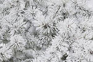 Pines covered in frost