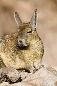 Chinchilla on rock