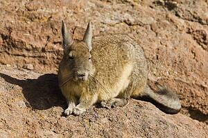 Chinchilla