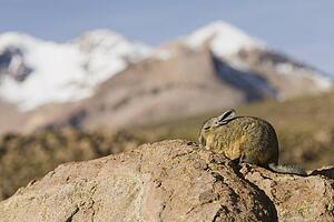 Chinchilla on rocks