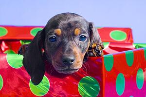 Dachshund puppy in gift box