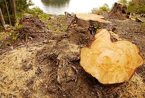 Cut tree