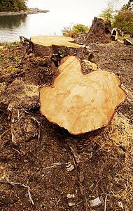 Tree stump
