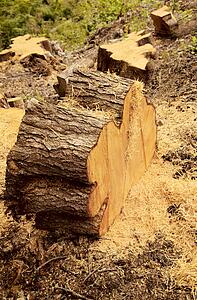 Tree stumps