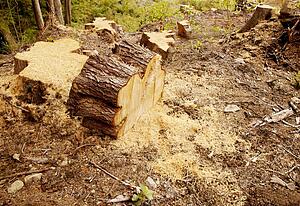 Tree stumps