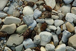Rocks and pinecones