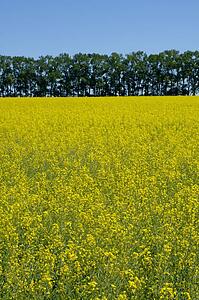 Canola field