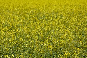 Canola field