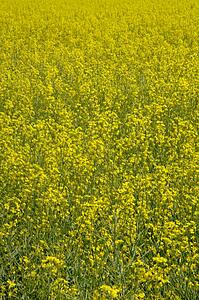 Canola field