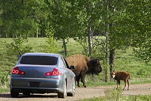 Buffalo and calf blocking road