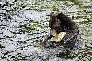 Grizzly bear fishing