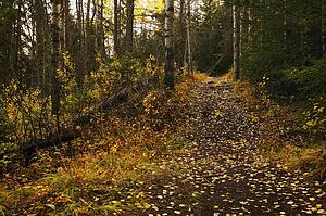 Pathway through woods