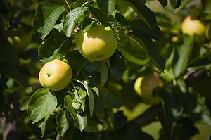 Apple tree