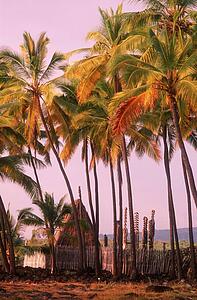 Hawaiian hut