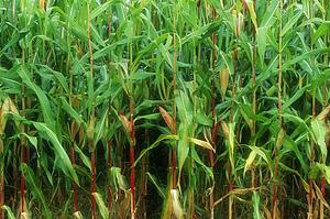 Cornfield