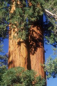 Sequoia trees