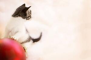 Kitten playing with ornament